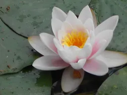 Lotusblüte